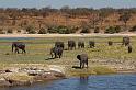 029 Chobe NP, olifanten